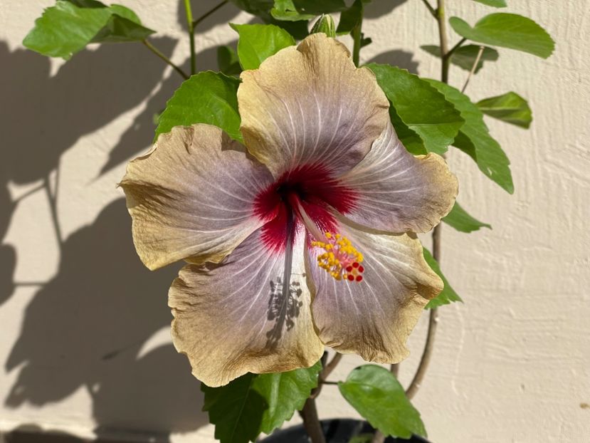  - 001 - Hibiscusi 2024 - 1