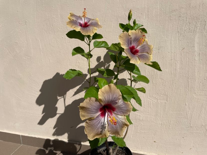  - 001 - Hibiscusi 2024 - 1