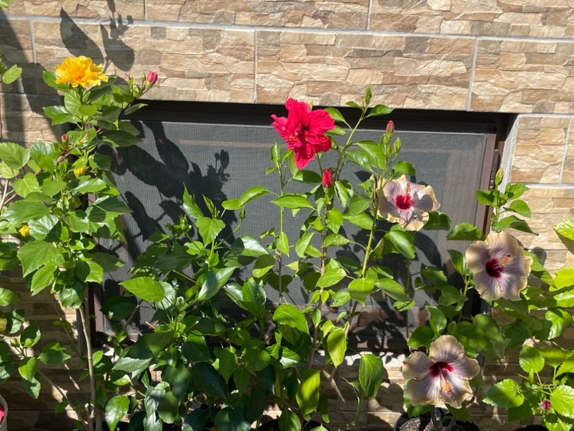  - 001 - Hibiscusi 2024 - 1