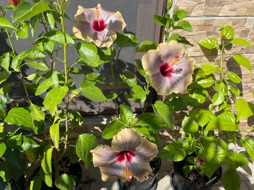  - 001 - Hibiscusi 2024 - 1