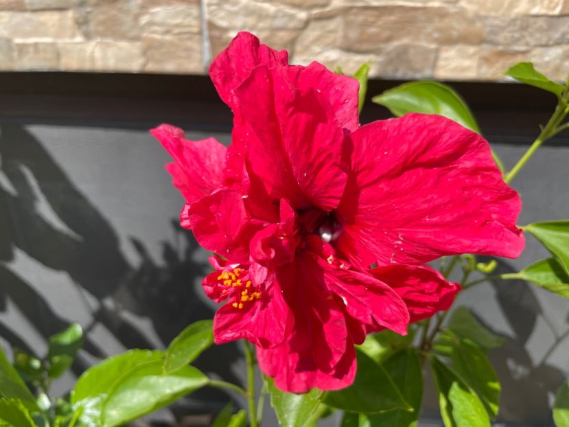  - 001 - Hibiscusi 2024 - 1