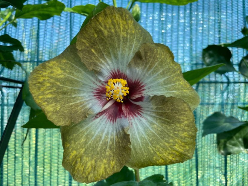  - 001 - Hibiscusi 2024 - 1