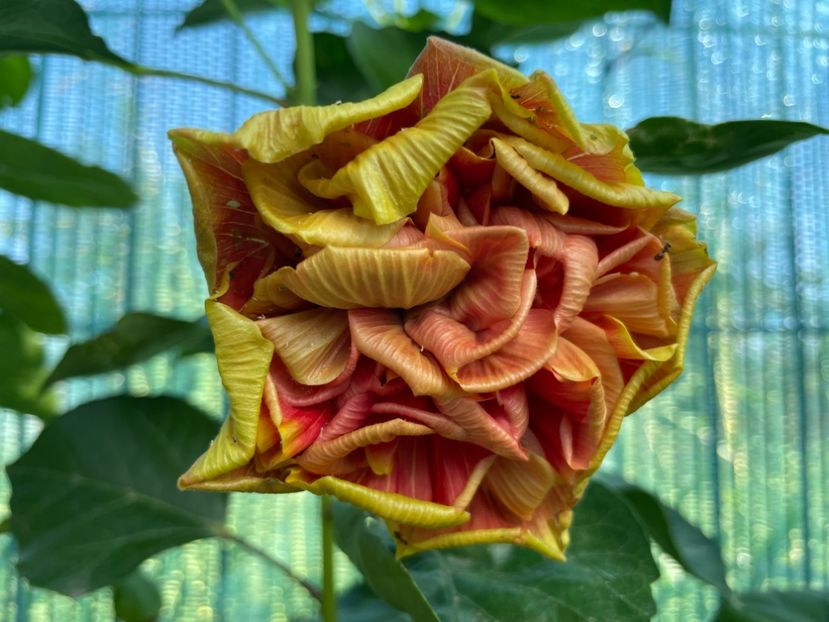  - 001 - Hibiscusi 2024 - 1