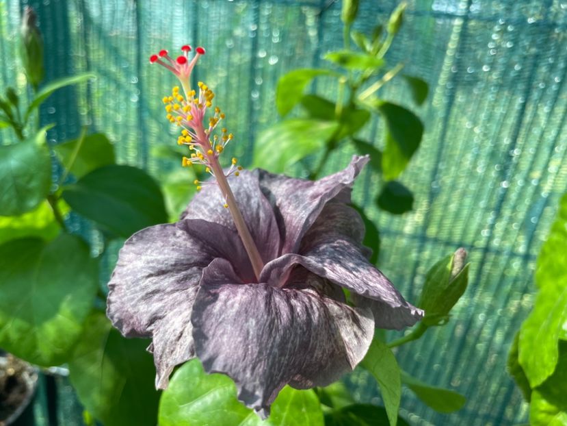  - 001 - Hibiscusi 2024 - 1