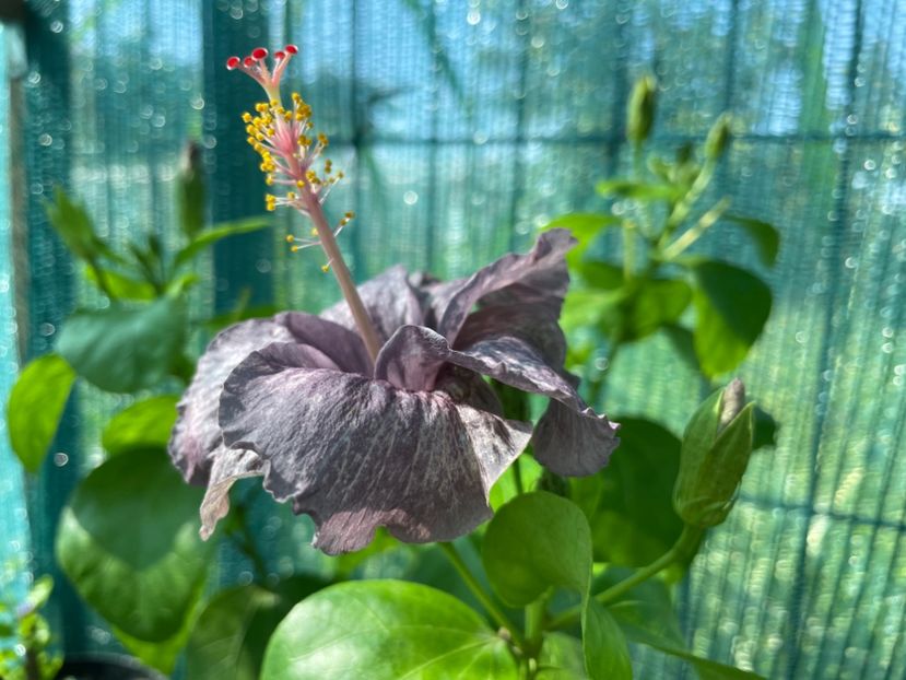  - 001 - Hibiscusi 2024 - 1