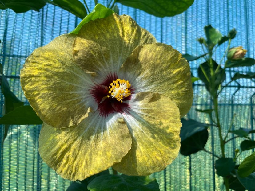  - 001 - Hibiscusi 2024 - 1