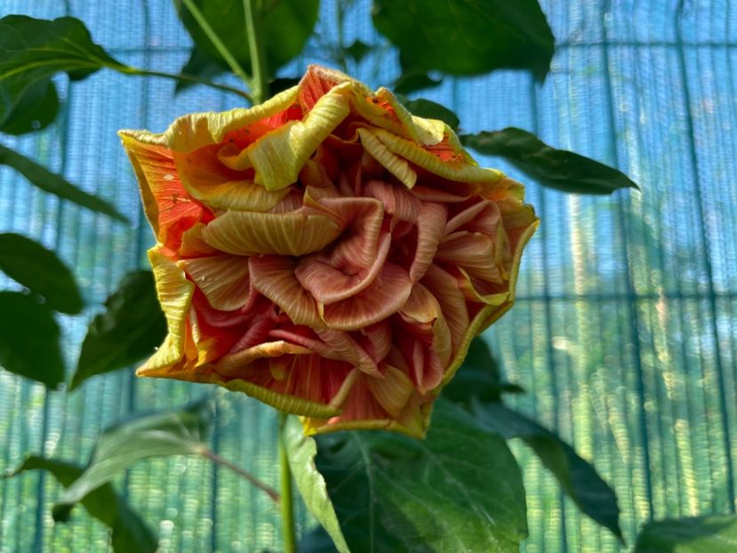  - 001 - Hibiscusi 2024 - 1