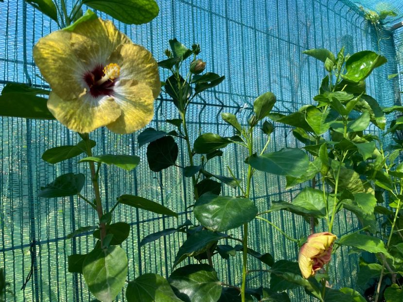  - 001 - Hibiscusi 2024 - 1