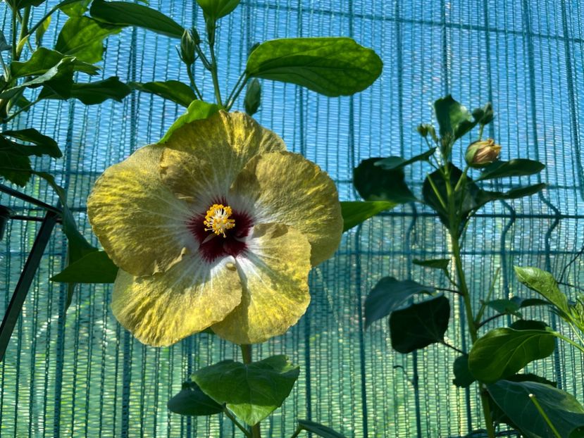  - 001 - Hibiscusi 2024 - 1