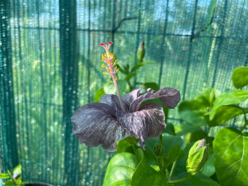  - 001 - Hibiscusi 2024 - 1