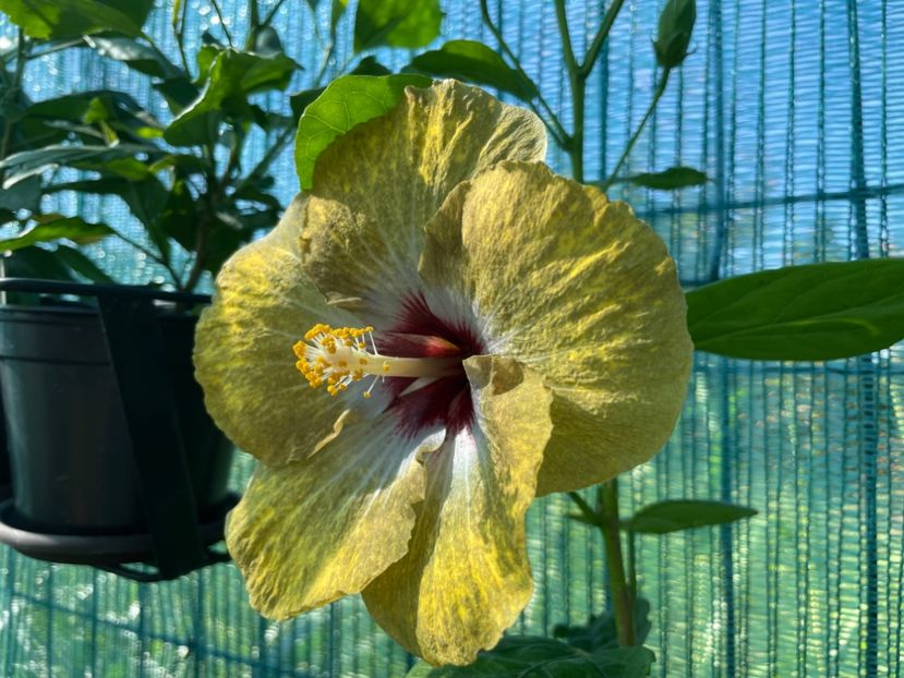  - 001 - Hibiscusi 2024 - 1