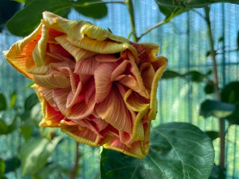  - 001 - Hibiscusi 2024 - 1