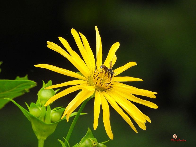 Spadina Garden - Toronto - E - FLOWERS - Flori
