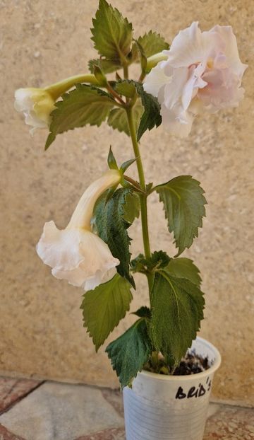  - Brid s Aphrodite p