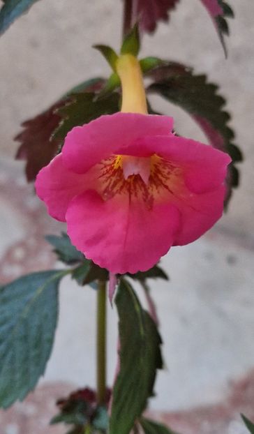 Brid s Lisa Meyer - Achimenes 2024