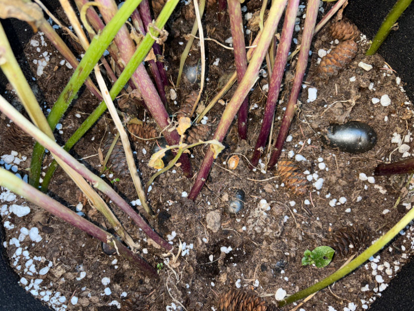  - Jurnalul gradinii 2024