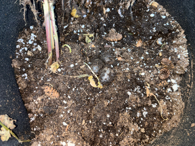  - Jurnalul gradinii 2024