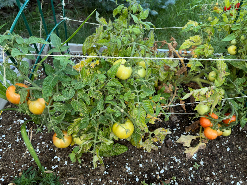  - Jurnalul gradinii 2024