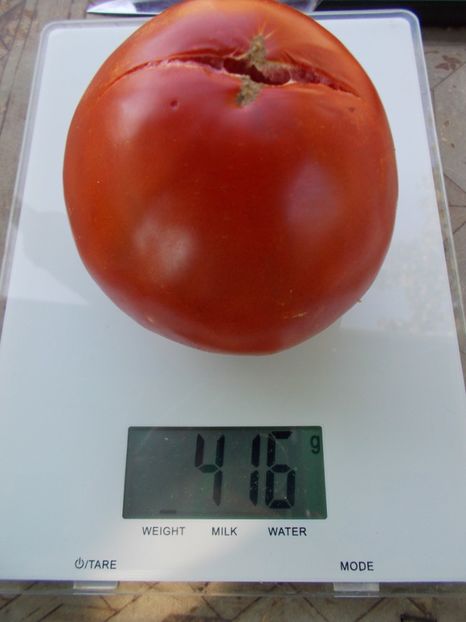  - SEMINTE ROSII - T 1065 DREAM OF AMERICA