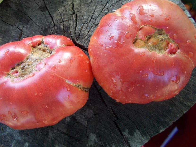  - SEMINTE ROSII - T 1062 GIANT ROSE