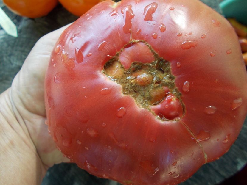  - SEMINTE ROSII - T 1062 GIANT ROSE