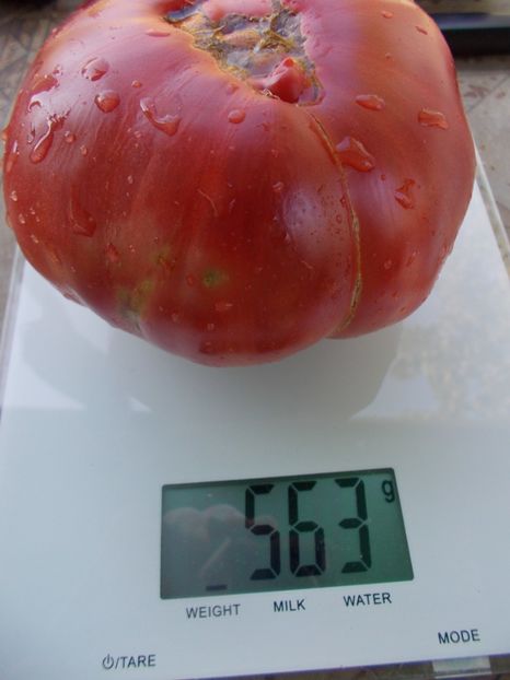  - SEMINTE ROSII - T 1062 GIANT ROSE