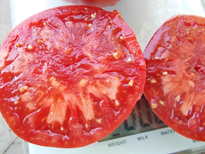  - SEMINTE ROSII - T 1062 GIANT ROSE