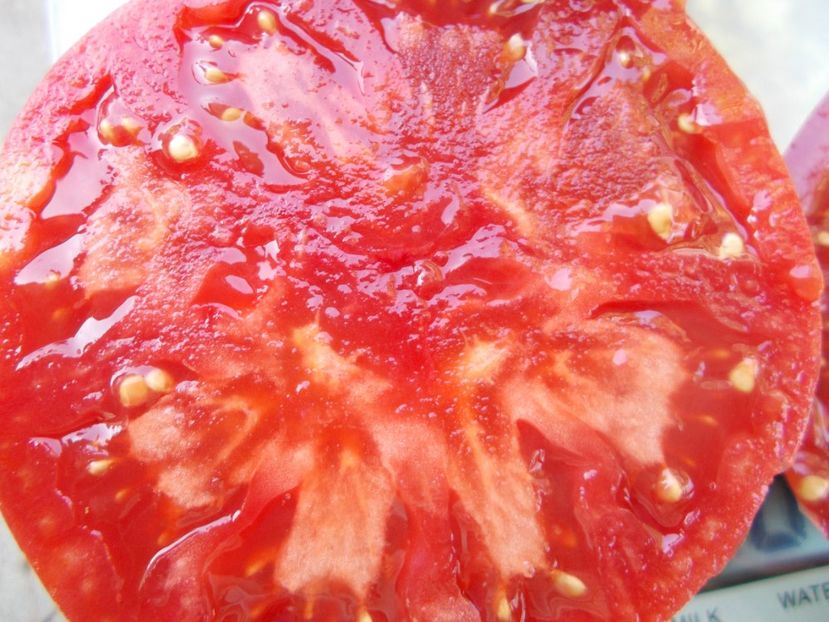  - SEMINTE ROSII - T 1062 GIANT ROSE