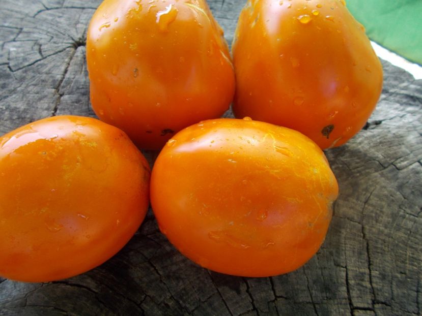  - SEMINTE ROSII - T 1093 CREAM ORANGE GIANT