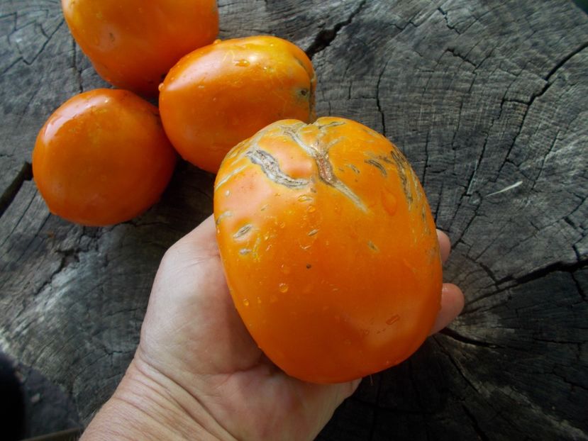  - SEMINTE ROSII - T 1093 CREAM ORANGE GIANT