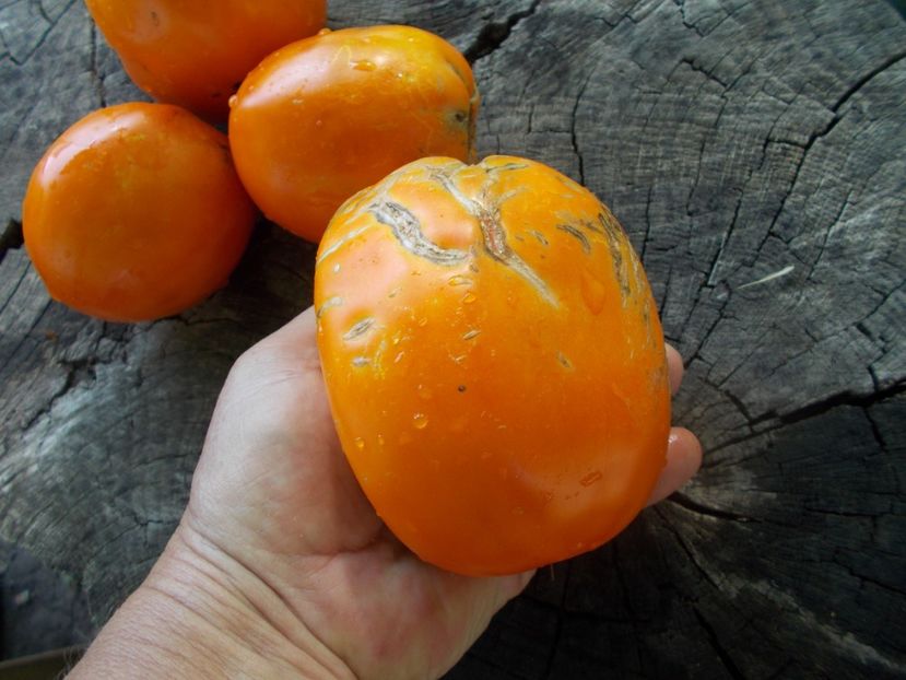  - SEMINTE ROSII - T 1093 CREAM ORANGE GIANT