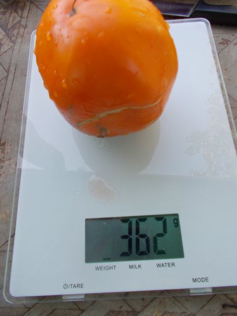  - SEMINTE ROSII - T 1093 CREAM ORANGE GIANT