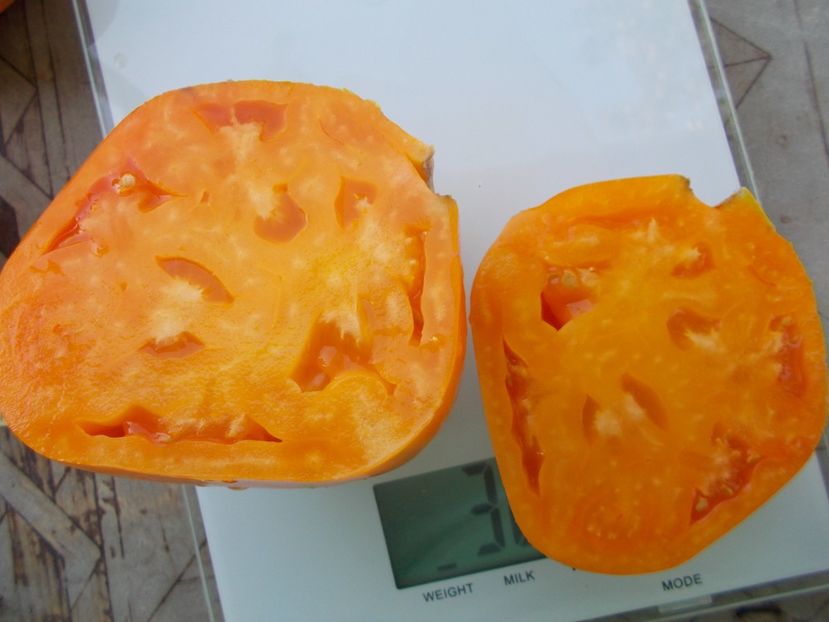  - SEMINTE ROSII - T 1093 CREAM ORANGE GIANT