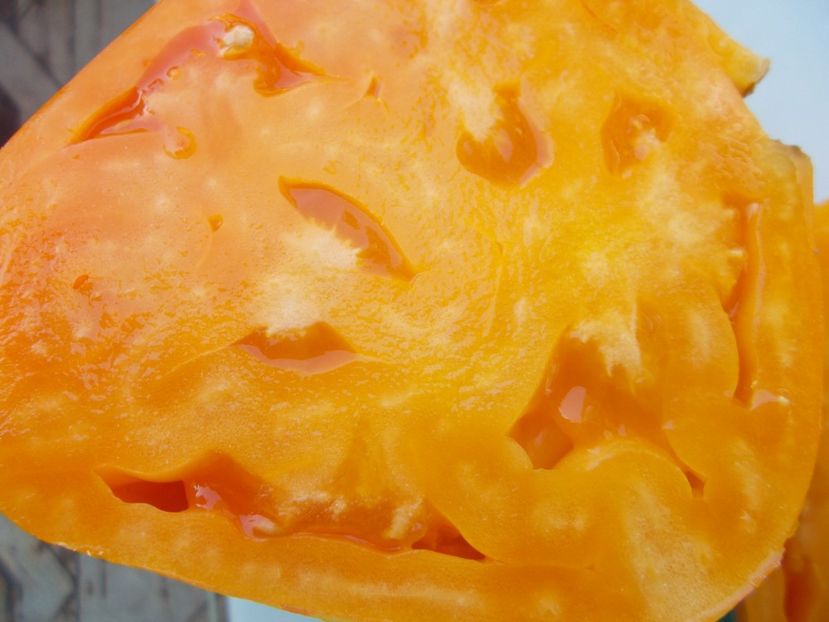  - SEMINTE ROSII - T 1093 CREAM ORANGE GIANT