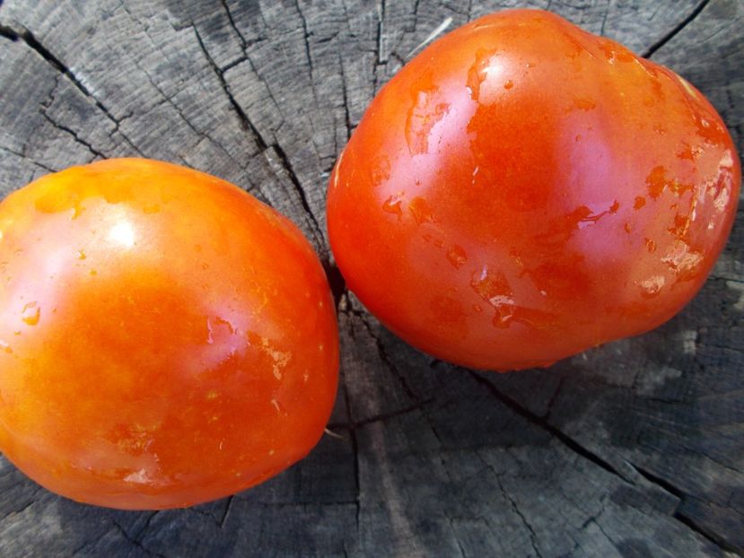  - SEMINTE ROSII - T 1085 HEART OF AMERICA