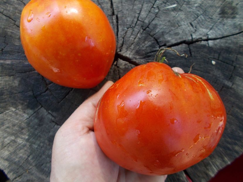  - SEMINTE ROSII - T 1085 HEART OF AMERICA