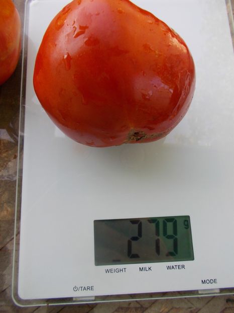  - SEMINTE ROSII - T 1085 HEART OF AMERICA