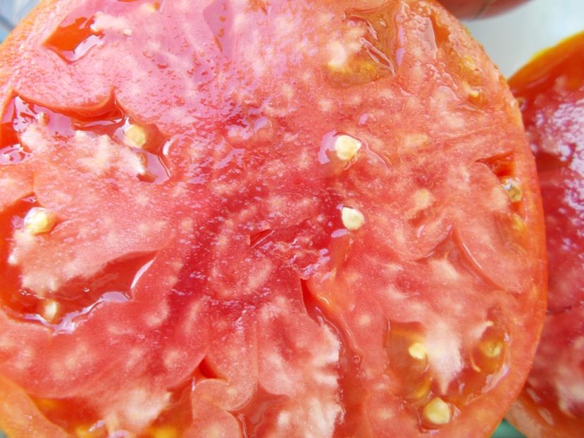  - SEMINTE ROSII - T 1085 HEART OF AMERICA