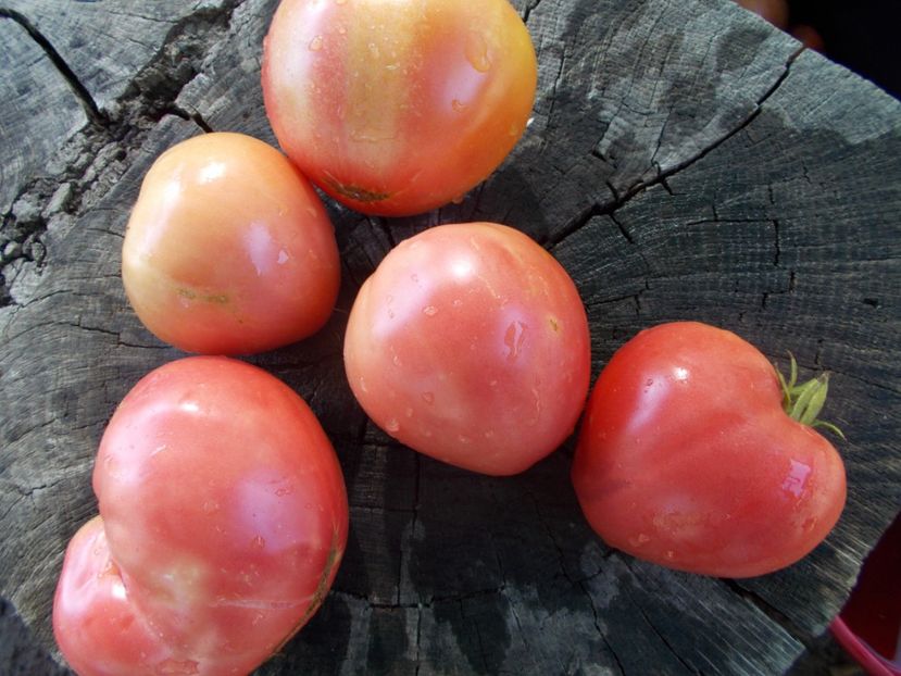  - SEMINTE ROSII - T 1061 BIDEN HEART