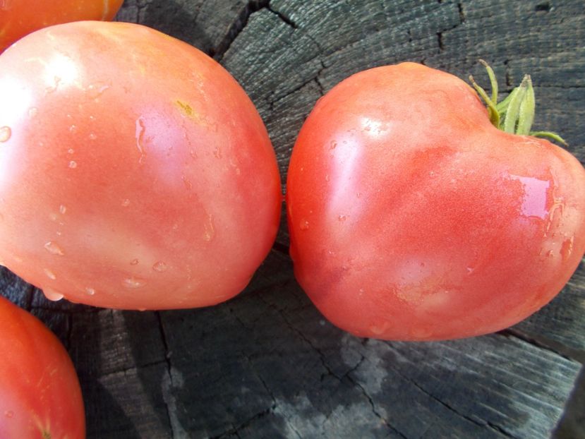  - SEMINTE ROSII - T 1061 BIDEN HEART