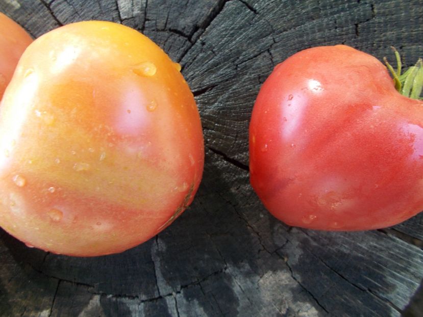  - SEMINTE ROSII - T 1061 BIDEN HEART