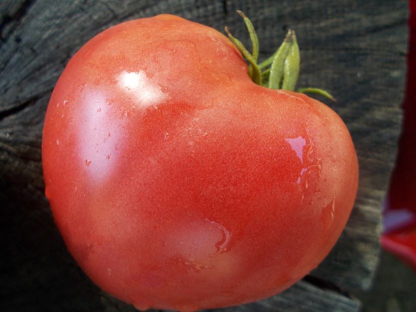  - SEMINTE ROSII - T 1061 BIDEN HEART