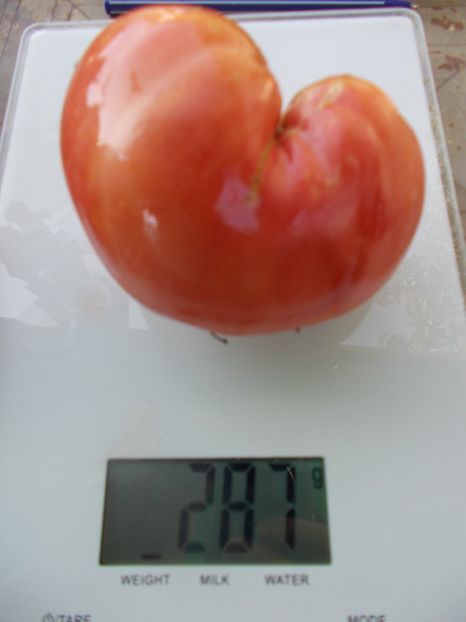  - SEMINTE ROSII - T 1061 BIDEN HEART