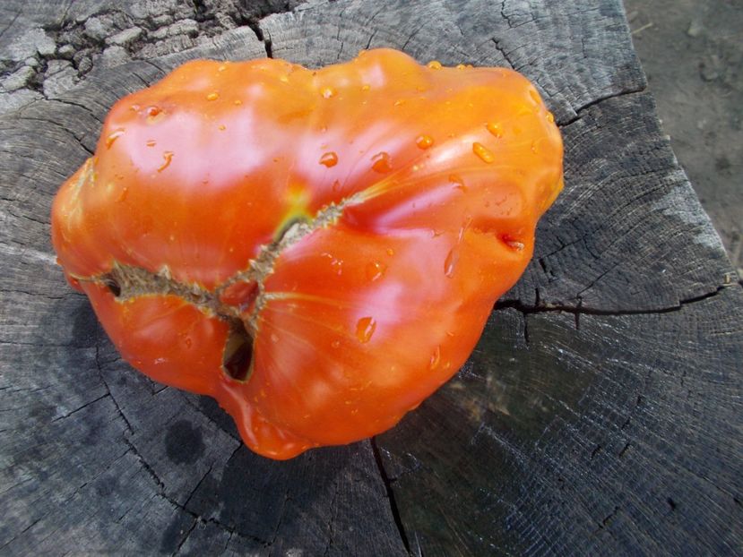  - SEMINTE ROSII - T 821 TURNIP