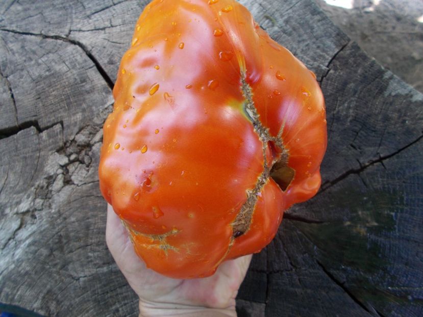  - SEMINTE ROSII - T 821 TURNIP