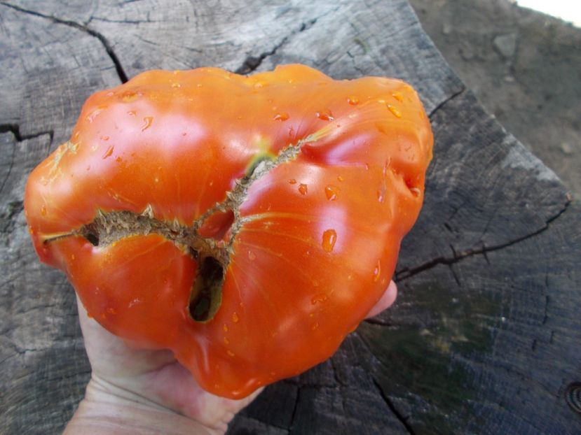  - SEMINTE ROSII - T 821 TURNIP