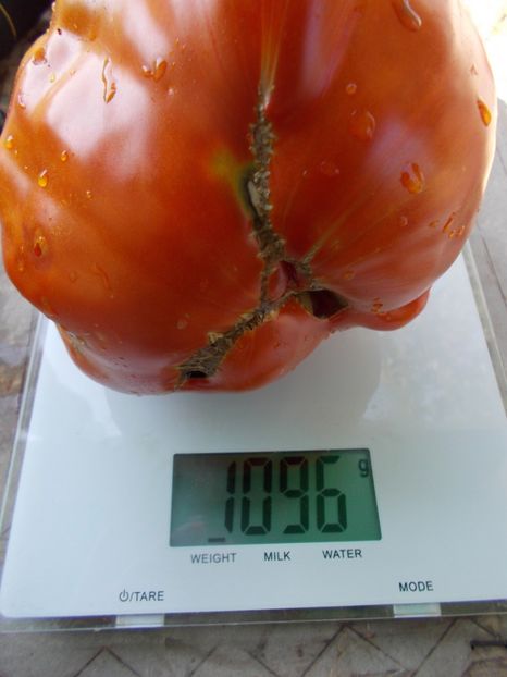  - SEMINTE ROSII - T 821 TURNIP