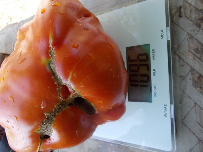  - SEMINTE ROSII - T 821 TURNIP