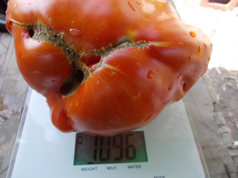  - SEMINTE ROSII - T 821 TURNIP