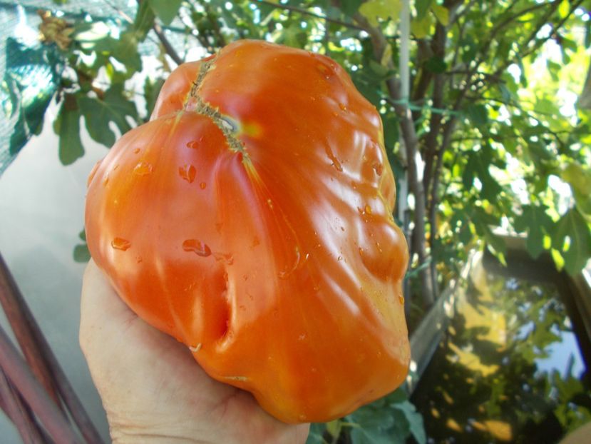  - SEMINTE ROSII - T 821 TURNIP